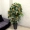 Cây giả kumquat cây ăn quả trong nhà lớn hoa giả chống hoa trang trí phòng khách mô phỏng cây phong phú trang trí cây xanh trồng trong chậu - Hoa nhân tạo / Cây / Trái cây