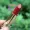 Ins rung siêu lửa peking bq hyaluronic acid son dưỡng ẩm dưỡng môi nữ sinh cắn môi trang điểm đỏ lá phong - Son môi