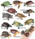 12 изысканных наборов черепах (очень маленькие)