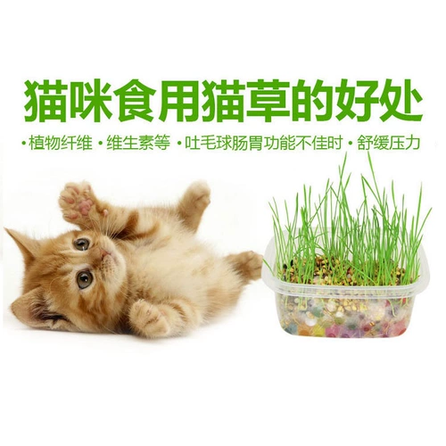 Кошачья трава, посадочная рукав с кристаллическим мячом