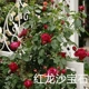 Red Dragon Sand Gem Rose