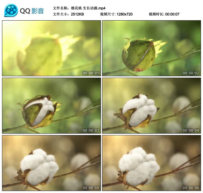 棉花桃 生长动画 高清高速拍摄 开花 视频素材