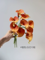 Little Horseshoe Lotus 10 [Orange/White Core]