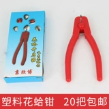 Цветочные моллюски, цветочные моллюски, моллюски, моллюски, моллюски, моллюски, моллюски из моллюсков кровя