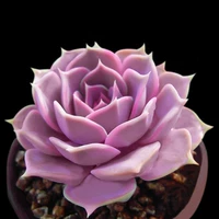 Лина Лотос 3-5см