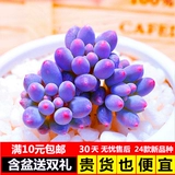 Бонус, сочные растения в сочетании с горшечными детскими пальцами супер милые, сочные цветочные цветы новые модели с горшками