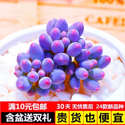 Бонус, сочные растения в сочетании с горшечными детскими пальцами супер милые, сочные цветочные цветы новые модели с горшками