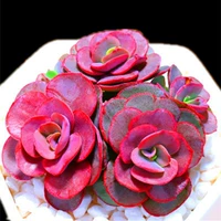 Прозрачный