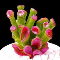 Фиолетово-красное дерево, привлекающее деньги, 3-5 см.