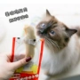 Sáu con mèo. Mèo lông gà luộc gà khỏe mạnh dinh dưỡng cho mèo ăn nhẹ vào thịt mèo trắng thịt tôm cua - Đồ ăn nhẹ cho mèo Review các loại hạt cho mèo