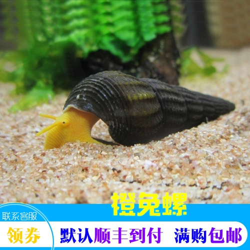 Surawishi Snails Orange Rabbit Snailts Смотрение улитки улитка