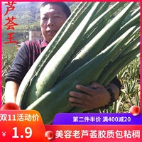 US Curazo Aloe Vera Seartings Увлажнение салона и кожа Специальное зеленое растение в горшках для свежего алоэ растения