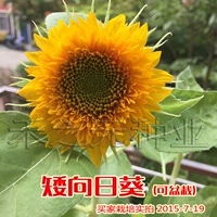Короткие семена подсолнечника подходят для семян посадки в горшках для семян свинома
