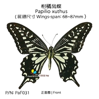 Citrus Phoenix Butterfly Papilio xuthus 68-87 мм Юйхуань