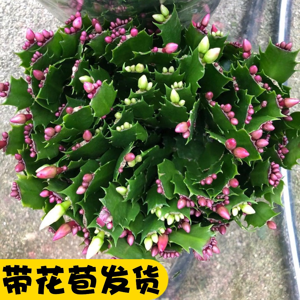 螃蟹抓花盆栽花卉植物室内过年四季易活客厅蟹爪莲装饰品网红