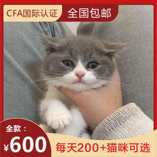 Другие 出售家养可爱粘人其它宠物品种齐全