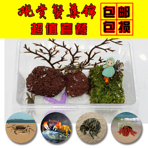 大紫地蟹凶狠圆轴蟹南海溪蟹越南勾手蟹将军相手蟹活体宠物观赏蟹