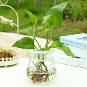 Cây thủy canh bình thủy tinh bóng mực đồng văn hóa với cột trồng chậu thủy sinh trong chậu màu xanh lá cây - Vase / Bồn hoa & Kệ