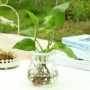Cây thủy canh bình thủy tinh bóng mực đồng văn hóa với cột trồng chậu thủy sinh trong chậu màu xanh lá cây - Vase / Bồn hoa & Kệ chau nhua trong cay