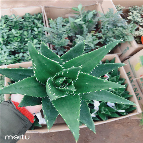 芦荟盆栽植物美容防辐射多少钱 芦荟盆栽植物美容防辐射优惠券免费领取 有条鱼