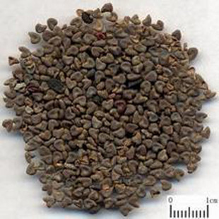 苘麻子500克苘实,野苎麻子,白麻子,冬葵子,青麻