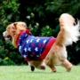 2019 new dog quần áo thú cưng ngôi sao áo len trùm đầu vàng viền chồng Husky dog ​​chó lớn - Quần áo & phụ kiện thú cưng áo dành cho mèo	