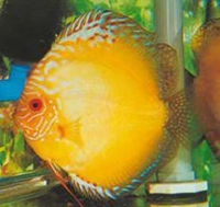 Тропическая рыба-цветная камбрийская байхуа