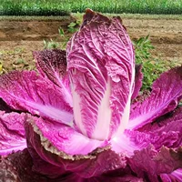 Пурпурная фиолетовая капуста 10 зерна массовых