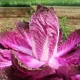 Пурпурная фиолетовая капуста 10 зерна массовых