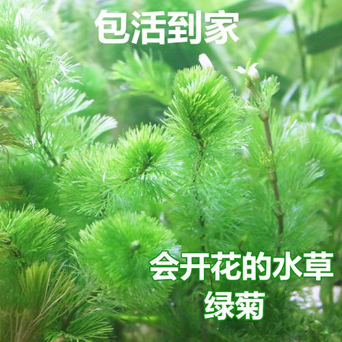 Green Chrysanthemum Aquatic Box Live Live Screenge Package Package после новичка