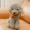 Mô phỏng Teddy Dog Plush Toy Cute Dog Doll than Bear Dog Hyena Girl Birthday Child Gift Doll - Đồ chơi mềm