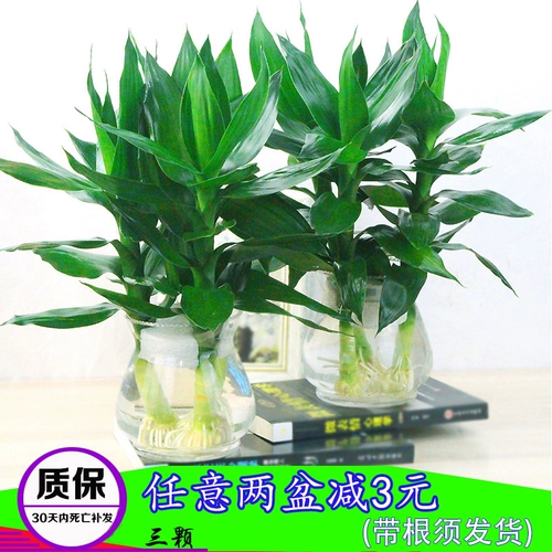 Гуаньян бамбуковые гидропонные растения богатые бамбуковые деревья