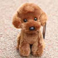 Темно -коричневый закон Тедди собака