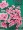 Mô phỏng hoa đào cánh hoa nhỏ hoa đầu đạo cụ đám cưới hoa lụa vải hoa trang trí hoa giả trang trí hoa - Hoa nhân tạo / Cây / Trái cây cây hoa giả