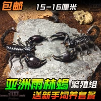 Бесплатная доставка ПЭТ Скорпион Дождевой лес Скорпион азиатский фальшивый питомец Скорпион мужчина