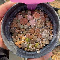 Shengshi Flower Little Mite One Shot 39068