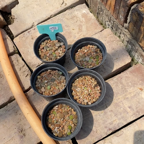 Shengshi Flower Little Mite One Shot 37530, 6 Юань А, один горшок