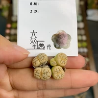 Шенши цветок маленький милый один выстрел 47843