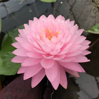 Розовая пухлая холодная вода лилии розовые много -все -отчевые крупные цветочные спящие лотос