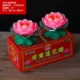№ 4 Lotus Green 1 Box 2 F Cap