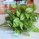 3 пучки листья Croaker