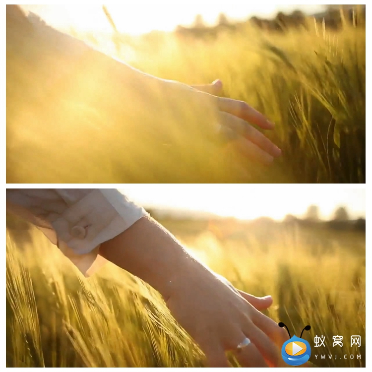  S1401 夕阳 麦子 麦田 美女实景拍摄高清视频素材制作