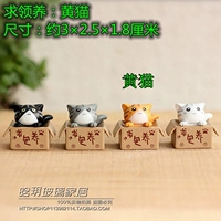 Желтая кошка для усыновления 1