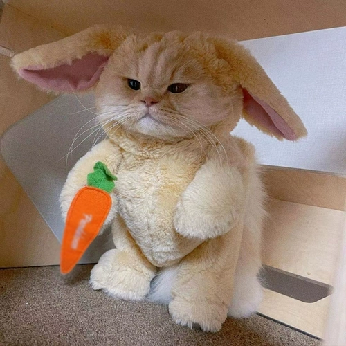 Забавный морковный милый кролик, кот, домашний питомец