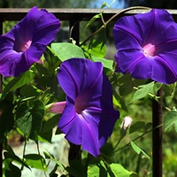 Темно -синяя большая цветочная слава цветочные цветочные саженцы виноградные виноградные саженцы и сад роговых садов, восхождение на четыре сезона сея