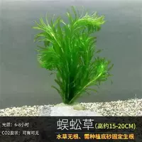 2 стакана ягнят (отправьте чашку с тонущей травой)