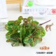 7 вилка Qiuye Leaf
