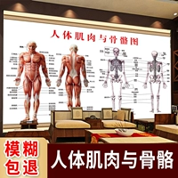 Физиологичный скелет, постер, флип-чарт, человеческая кость, анатомия