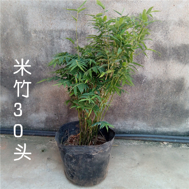 アンチョビ竹 鉢植え 部屋 ネヤン 洗面器 景大仏 ベリー竹 観賞葉植物 ミニチュア Xiaomi バンブービュー 報酬 小さい 竹 の苗 中国仕入れ Com