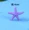Mini Rùa Starfish Bể cá Thủy cung Cảnh quan Micro Cảnh trang trí Eco Chai tự làm Vật liệu trang trí Hoa chậu Phụ kiện - Trang trí nội thất thiết kế phòng thờ